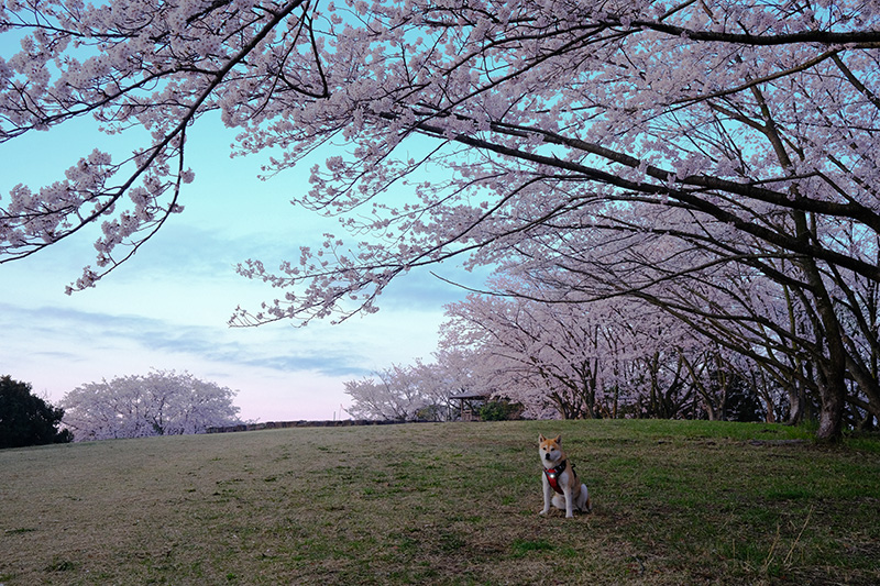 In full bloom