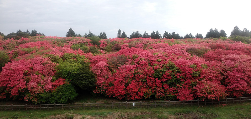 徳島吉野川市舟窪ツツジ原生林