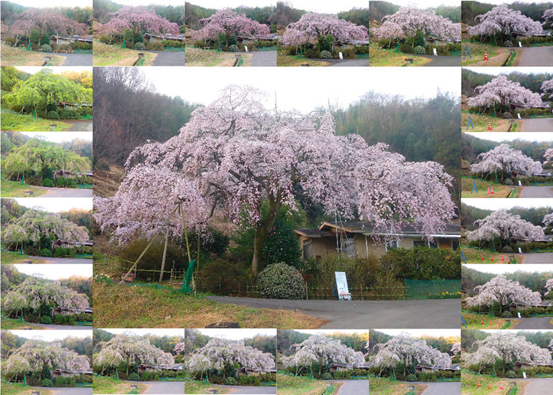綾川町西分しだれ桜のひと月の移り変わり風景