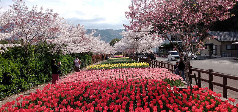徳島脇町デレ・イケ公園の桜とチューリップ