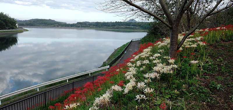 三豊市宝山湖の彼岸花