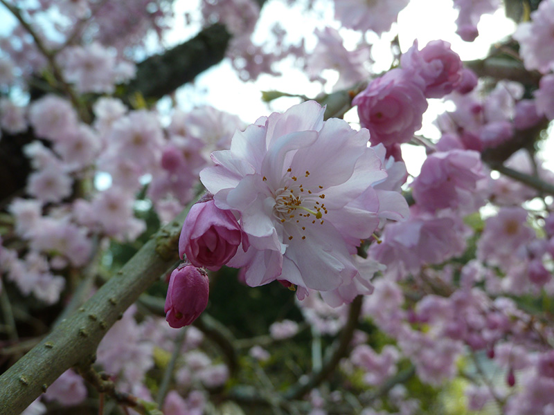 しだれ桜