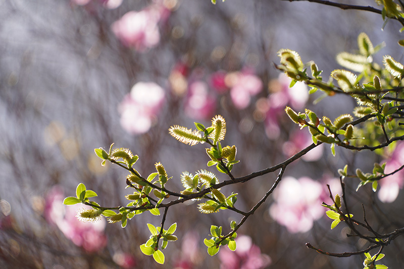 春を寿ぐ（愛媛県　桑瀬峠）4月