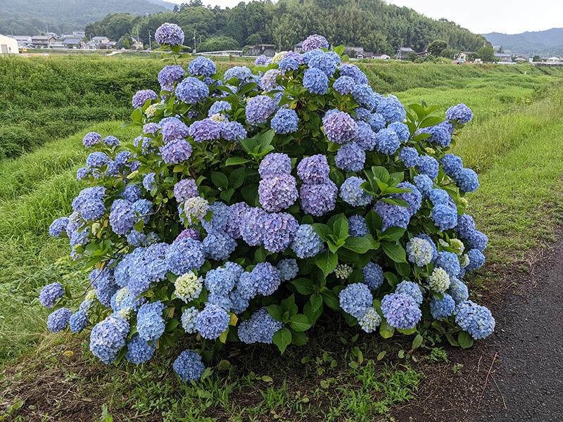 路傍のアジサイ