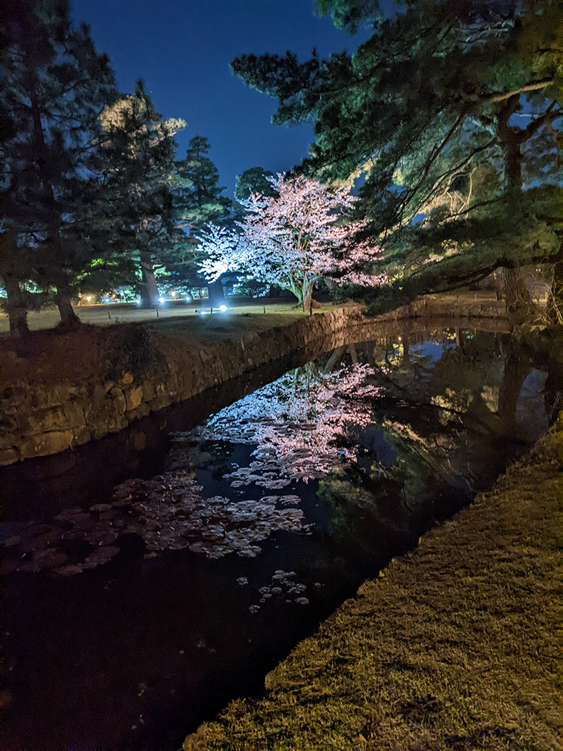 夜桜